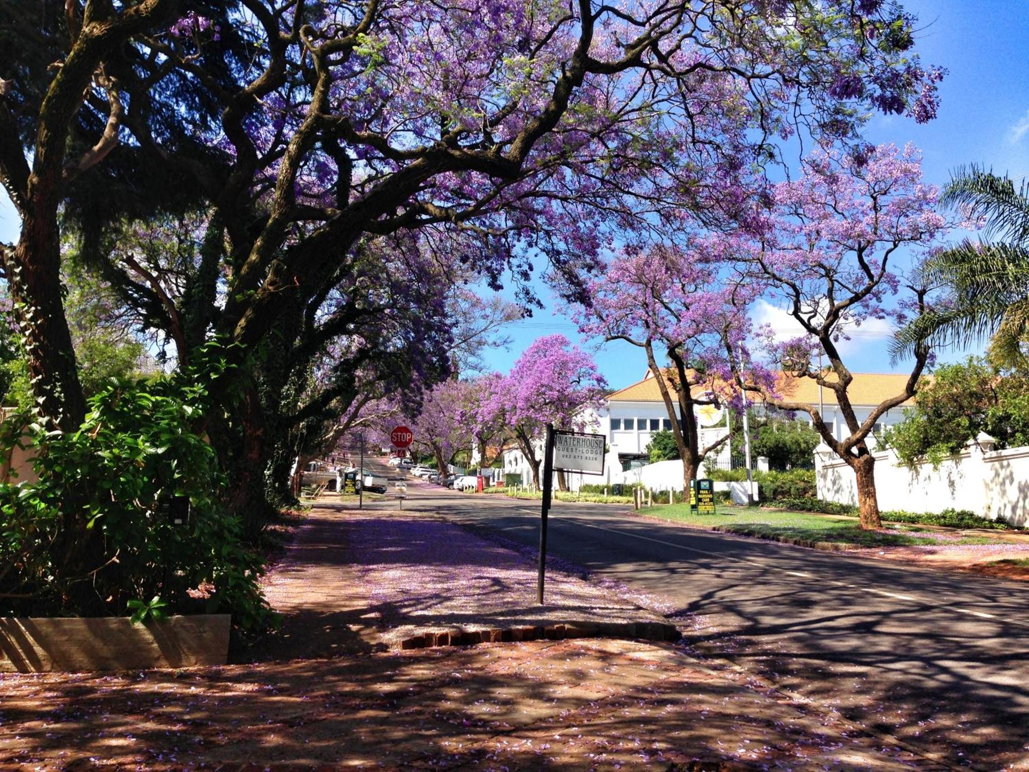 Waterhouse Guest Lodge In Muckleneuk Pretoria-Noord Buitenkant foto